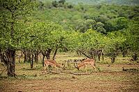 African Impala Buck Antelope Rams butting heads rucking in a South African wildlife reserve [IBR123723300]