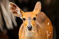 Small female African ewe Bushbuck in a South African wildlife reserve [IBR123723301]