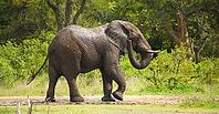 African Elephant on Safari in a South African bush game reserve [IBR123723302]