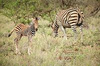 African Zebra Mother and Calf Photographed on safari in a South African game reserve [IBR123723304]