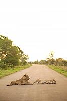 African Lions lying in a road on Safari in a South African Game Reserve [IBR123723305]