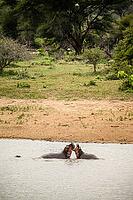 Long distance view of two large African Hippopotamus fighting in a river in a South African wildlife reserve [IBR123723306]