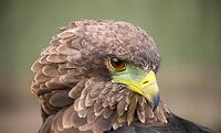 Close up macro of a brown eagle with a green and yellow beak [IBR123723307]