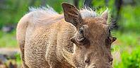 Close up of a wild African Warthog in a South African game reserve [IBR123723308]