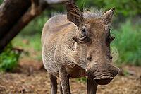 Close up of a wild African Warthog [IBR123723310]