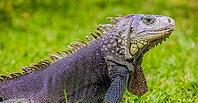 Close up of a Iguana, Harmless reptile, selective focus of a Lizard [IBR123723311]