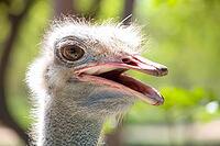 Close up of an African Ostrich head on a South African Game Reserve [IBR123723312]