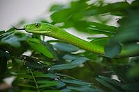 A Venomous Green Mamba Tree Snake in a South African Wildlife Preserve [IBR123723314]