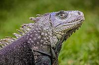 Close up of a Iguana on grass, Harmless reptile, selective focus of a Lizard [IBR123723315]