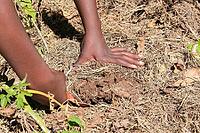 Close up of African child hands planting vegetables in soil [IBR123723317]