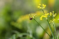 Close up of a lady bug on a yellow flower [IBR123723318]