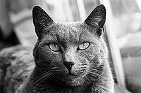 Black and White portrait of a Russian Blue tabby cat looking at the camera [IBR123723319]