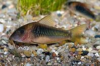Corydoras fish on the bottom and in the aquarium [IBR123723320]