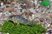 Corydoras fish on the bottom and in the aquarium [IBR123723324]