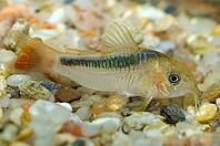 Corydoras fish on the bottom and in the aquarium [IBR123723325]