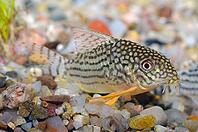 Corydoras fish on the bottom and in the aquarium [IBR123723326]