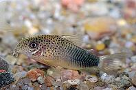 Corydoras fish on the bottom and in the aquarium [IBR123723327]