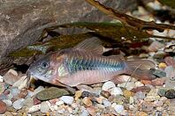 Corydoras fish on the bottom and in the aquarium [IBR123723328]