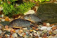 Corydoras fish on the bottom and in the aquarium [IBR123723329]