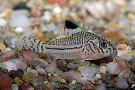 Corydoras fish on the bottom and in the aquarium [IBR123723333]