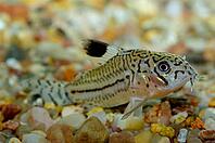 Corydoras fish on the bottom and in the aquarium [IBR123723337]
