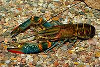 A male freshwater crayfish in the aquarium [IBR123723338]