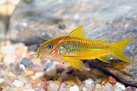 Corydoras fish on the bottom and in the aquarium [IBR123723340]