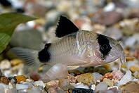 Corydoras fish on the bottom and in the aquarium [IBR123723341]