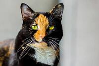 Beautiful calico tortoiseshell tabby cat sitting on a couch [IBR123723344]
