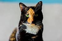 Beautiful calico tortoiseshell tabby cat sitting on a couch [IBR123723345]