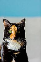 Beautiful calico tortoiseshell tabby cat sitting on a couch [IBR123723346]
