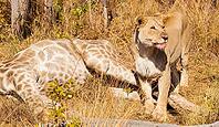 African Lion eating a Giraffe on safari in a South African Game Reserve [IBR123723348]