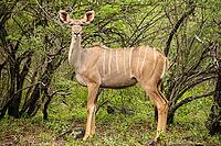 African Kudu Cow antelope buck in a South African wildlife reserve [IBR123723351]