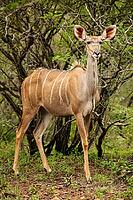 African Kudu Cow antelope buck in a South African wildlife reserve [IBR123723352]