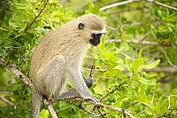 Close up view of a wild African Vervet Monkey in a South African wildlife reserve [IBR123723355]