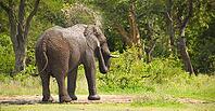 African Elephant on Safari in a South African bush game reserve [IBR123723356]