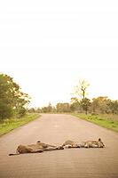 African Lions lying in a road on Safari in a South African Game Reserve [IBR123723357]
