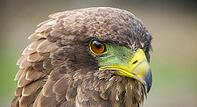 Close up macro of a brown eagle with a green and yellow beak [IBR123723358]