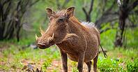 Close up of a wild African Warthog in a South African game reserve [IBR123723359]