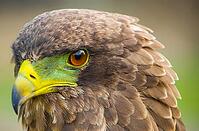 Close up macro of a brown eagle with a green and yellow beak [IBR123723361]