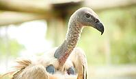 Close up of an African Vulture, Scavenger Bird of Prey [IBR123723362]