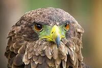 Close up macro of a brown eagle with a green and yellow beak [IBR123723363]