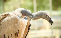 Close up of an African Vulture, Scavenger Bird of Prey [IBR123723364]