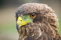 Close up macro of a brown eagle with a green and yellow beak [IBR123723365]