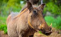 Close up of a wild African Warthog in a South African game reserve [IBR123723366]