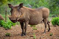 Close up of a wild African Warthog [IBR123723367]