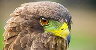 Close up macro of a brown eagle with a green and yellow beak [IBR123723371]
