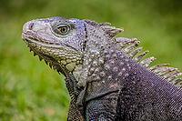 Close up of a Iguana, Harmless reptile, selective focus of a Lizard [IBR123723372]