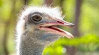 Close up of an African Ostrich head on a South African Game Reserve [IBR123723374]