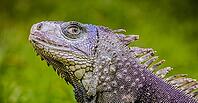 Close up of a Iguana, Harmless reptile, selective focus of a Lizard [IBR123723377]
